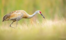 开云体育中国-从西亚卡姆的关键节点到独行侠的上海之战，篮球世界的奇妙联结