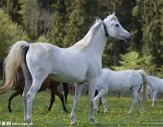 马尔纳斯助攻必杀，尼斯客场稳守保级座次